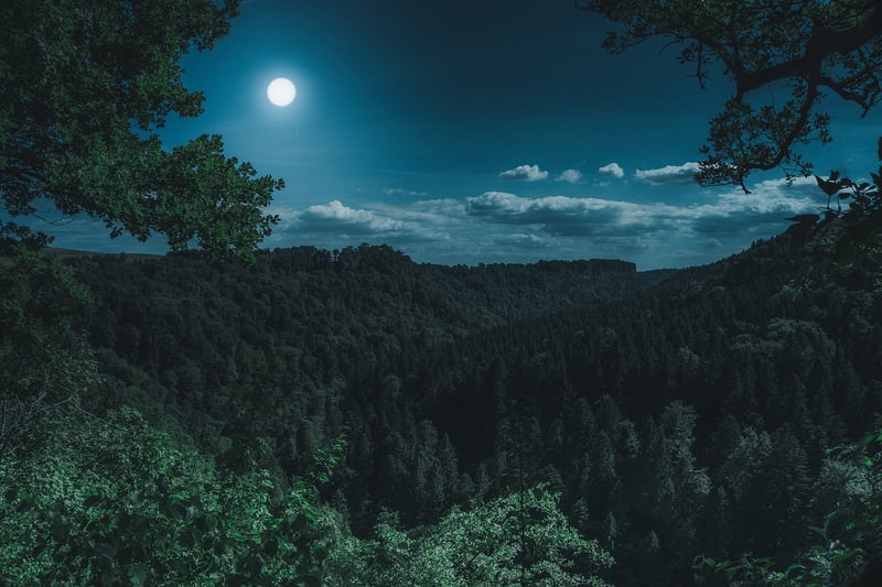 Mystical Forest
